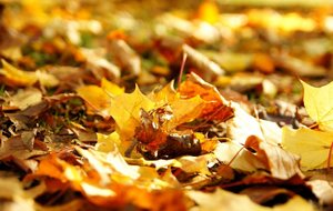 Vacances de la Toussaint