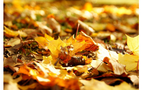 Vacances de la Toussaint